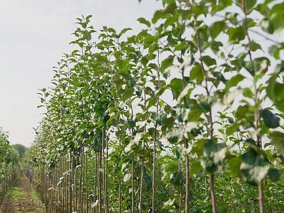 Tvary a velikosti ovocných stromů