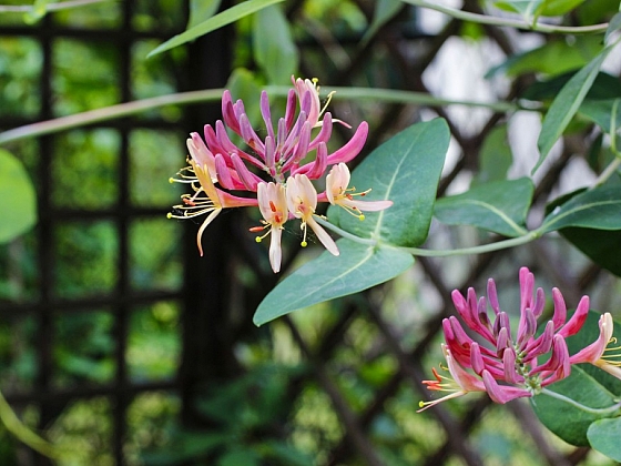 Lonicera neboli zimolez má spoustu možností při pěstování