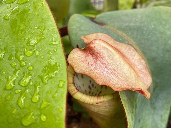 Tři roky čekání jsou u konce. Kriticky ohrožená láčkovka Nepenthes clipeata je poprvé k vidění v expozici Botanické zahrady Liberec
