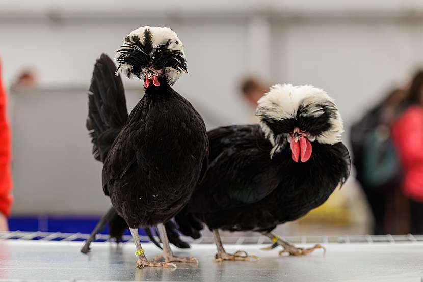 Milovníci slepiček uvidí i vzácná plemena slepic