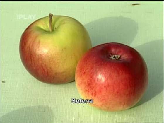 Odrůdy jabloní, které se nemusí postřikovat