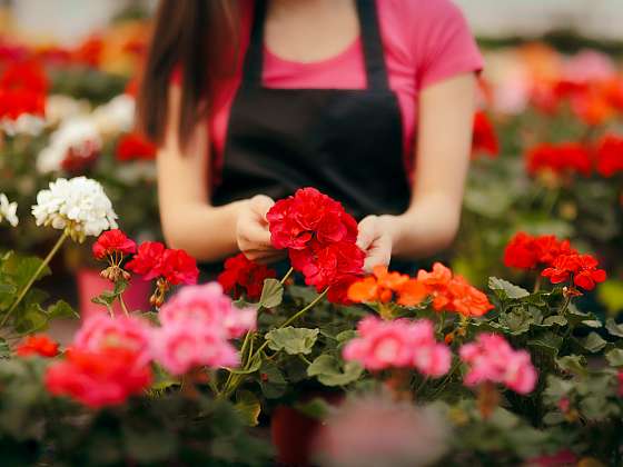 Vymazlené pelargonie aneb Bez muškátů by české léto nebylo létem