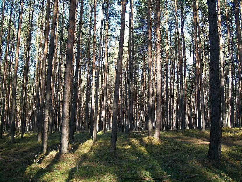 Zapojte se do akce Den za obnovu lesa, pomozte vytvořit nové prostředí pro budoucí generace (Zdroj: Pavlína Wagnerová Málková)