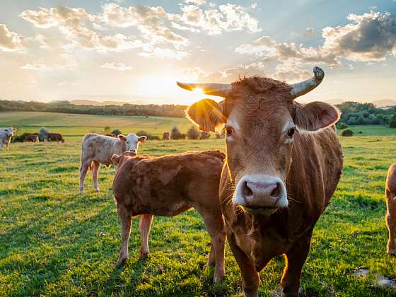 Jaké to je žít na farmě? O radostech i strastích běžných dnů farmářů