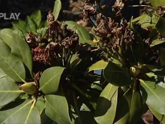 Choroby u rododendronů, jak se o rostlinu starat před zimou