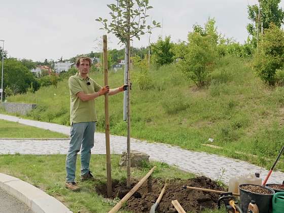 Výsadba stromu 