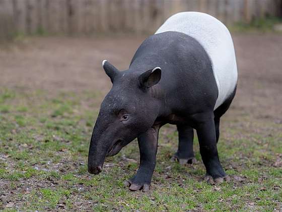 Rozlučka s tapírem Punťou v pražské zoo