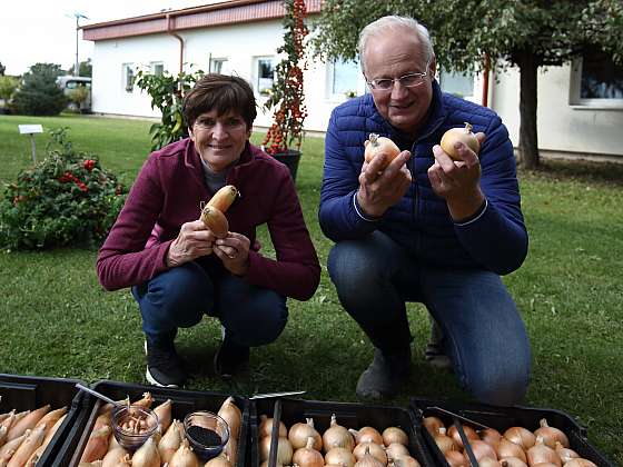 Poradíme vám, jak si jednoduše poradit s výběrem odrůdy cibule