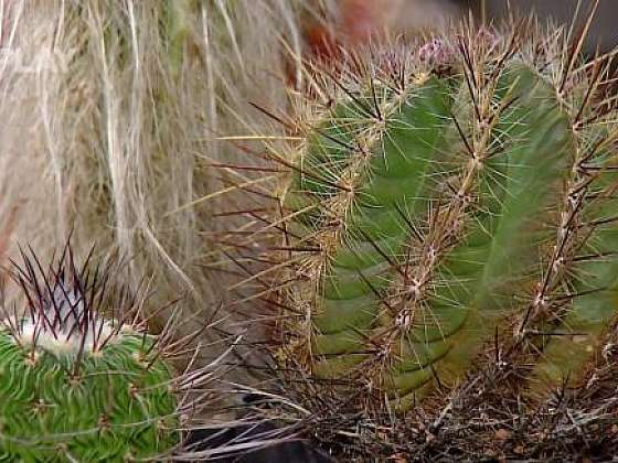 Jak pěstovat a přesazovat kaktusy