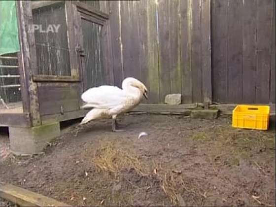 Péče o labutě v ekocentru ve Vlašimi