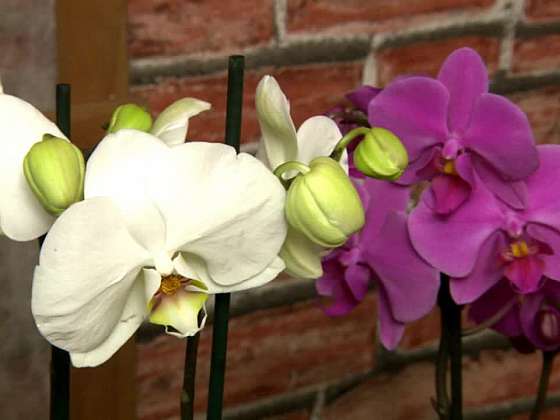 Jak množit orchideje