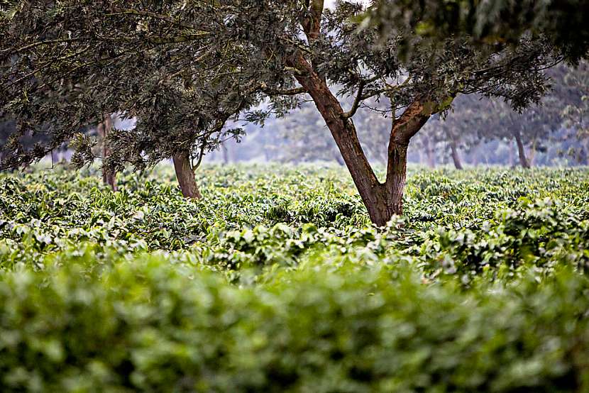 Káva se pěstuje ve Rwandě ve vysokých nadmořských výškách