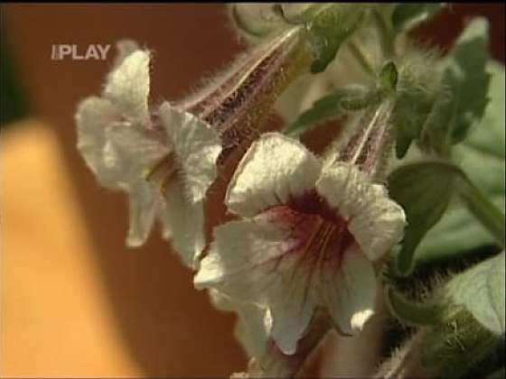 Pěstování léčivých rostlin