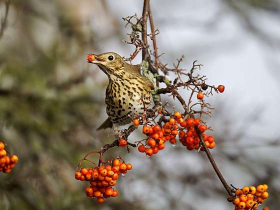 Co ptáčkům v zimě nejvíce prospívá? Přirozená strava, kterou jim přichystáte na zahradě