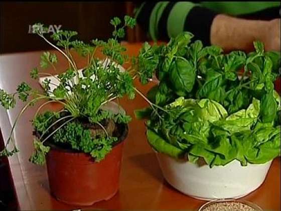Celeropetržel a salátová bazalka: jak se zbavit jejich škůdců