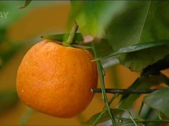 Pěstování citrusů pro začátečníky