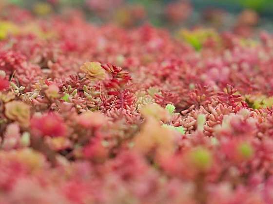 Množení sukulentů