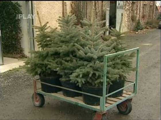 Kontejnerované vánoční stromky k dalšímu pěstování