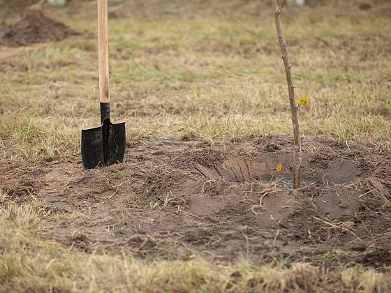 Prostokořenné stromky a péče o ně