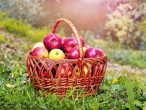 otevřít: Sklizeň ovoce na podzim a jeho uskladnění