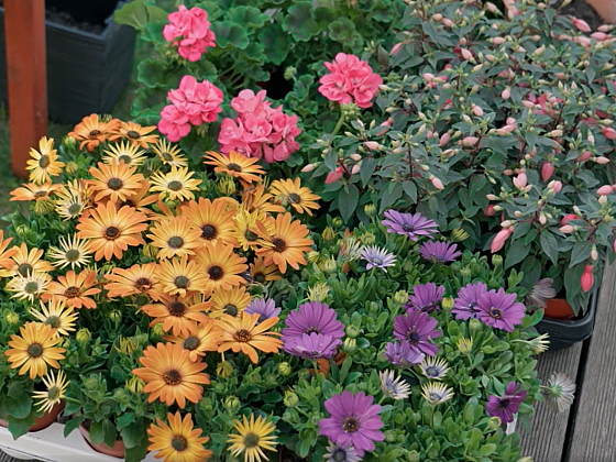 Sesazování různých druhů balkonových rostlin