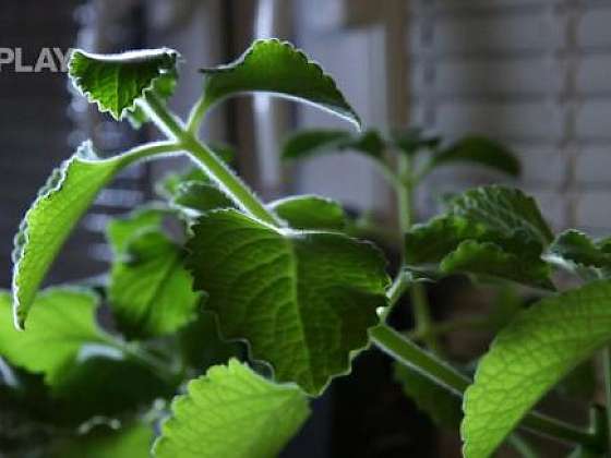 Jak na rýmu pomocí rostlin: angínovník a rýmovník