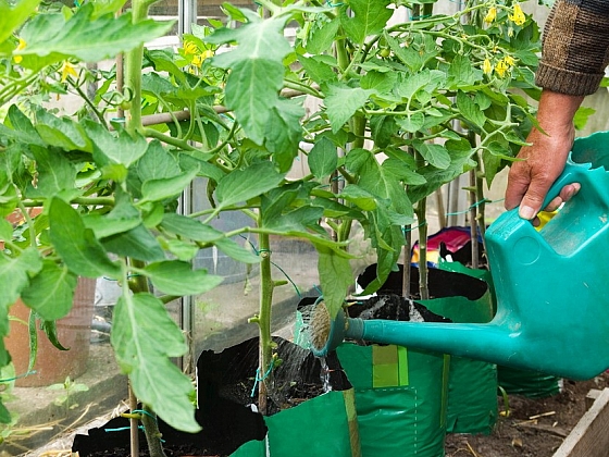 otevřít: Vypěstujte si BIO zeleninu – třeba na balkoně