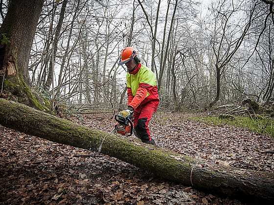 Pusťte se do prořezávání zahrady. Ale s rozvahou. Chraňte se proti pořezu