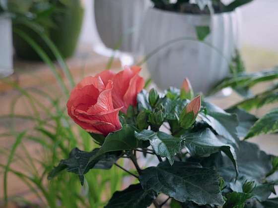 Péče o pokojové rostliny