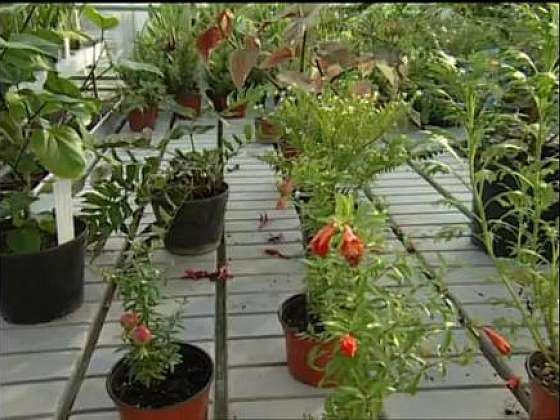 Ošetření pokojových rostlin při stěhování ze zahrady