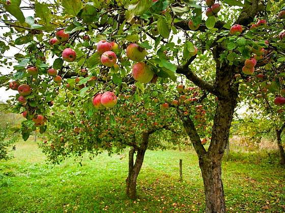 Vyberte si ty správné ovocné stromy na zahradu. Jen tak se dočkáte úrody