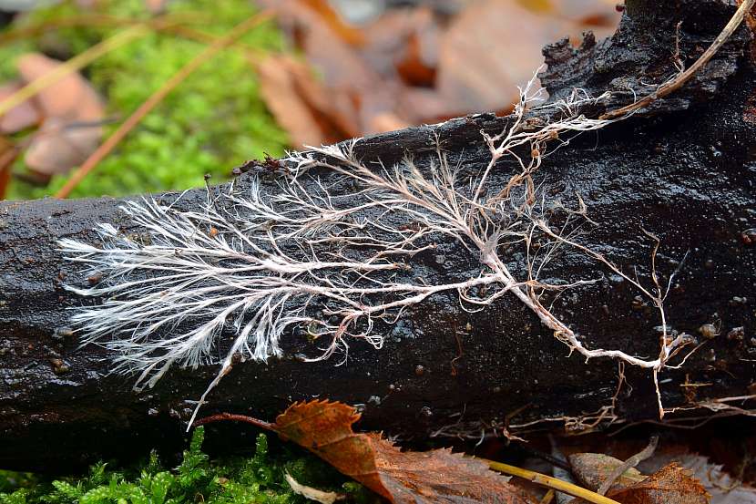 Mycelium je materiál budoucnosti