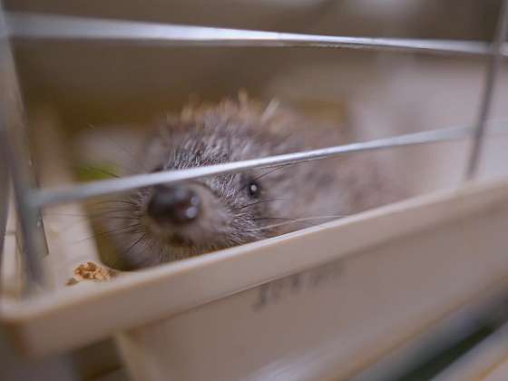 Záchranná stanice pro opuštěná mláďata