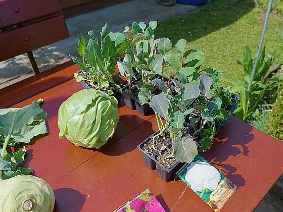 otevřít: Brukvovitá zelenina na záhonech potřebuje péči