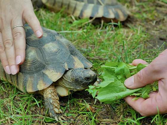 Proč je zazimování suchozemských želv důležité a jak na to?