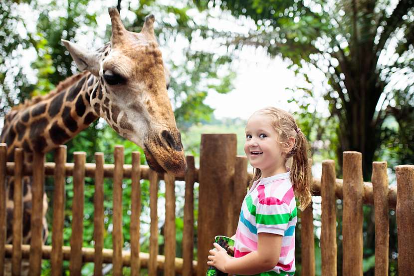 Pro mladší děti plánujeme v teplém období roku výlet do ZOO