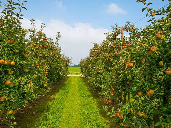 Sloupcovité jabloně vám ušetří na zahradě místo