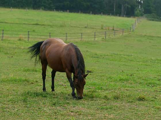 Chov Quarter horse, amerického plemene koně