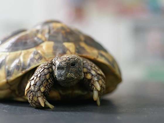Veterinární poradna: Želvy, kočky z útulku, blechy u koček
