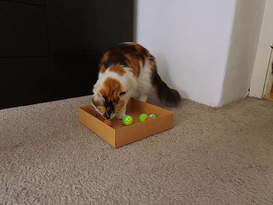 Kočka s hračkami.