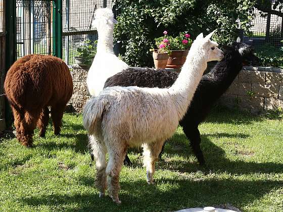 S lamou navěky zalezeme do deky. Hodí se lamy do evropských chovů?