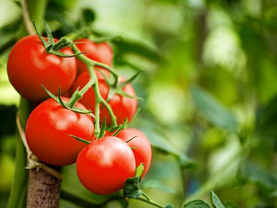 Úroda rajčat a paprik ze studeného skleníku