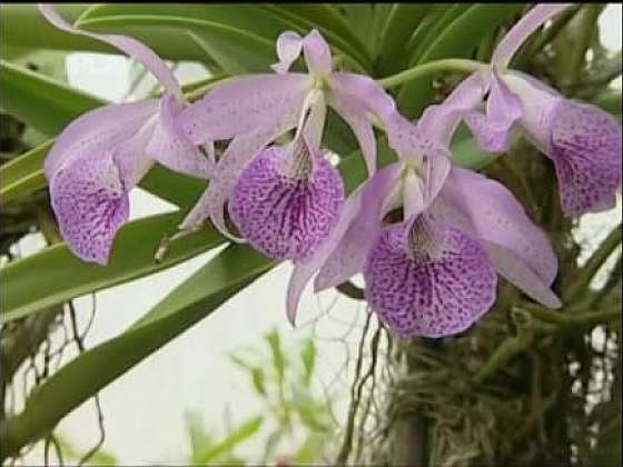 Pěstování chladnomilných orchidejí