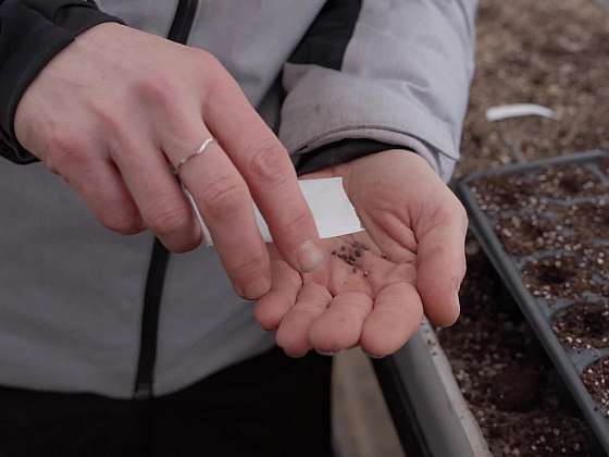 Výsev raných košťálovin