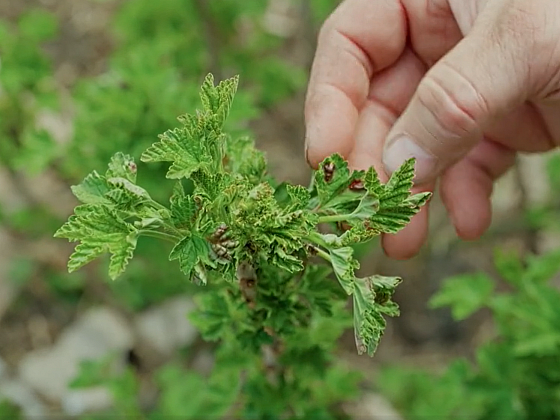 Rybíz, angrešt a maliny – květnová kontrola na padlí a mšice bez chemie