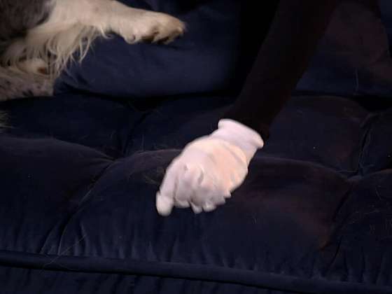 Setření chlupů ze sedačky pomocí rukavice.