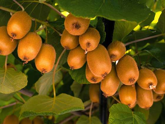 Aktinidie – popínavá kráska s lahodnými plody