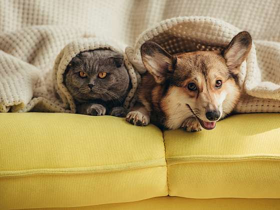 Nuda i samota domácí mazlíčky stresuje, varuje veterinářka