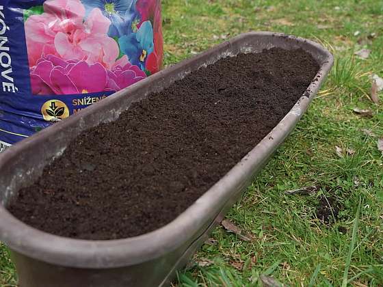 Přesazování rostlin v nádobách