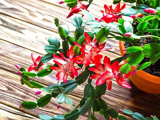 Jak správně pěstovat vánoční kaktus?